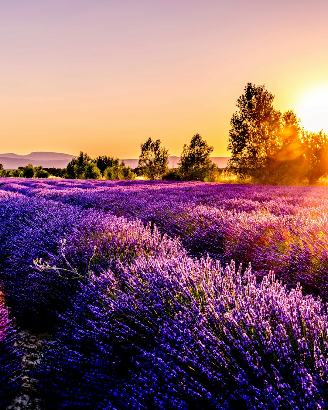 Champ de lavande au coucher du soleil