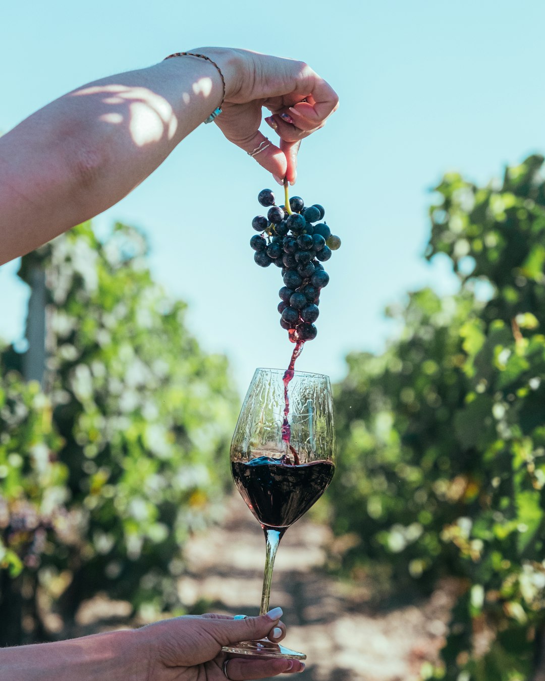 Grappe de raisin au-dessus d'un verre de vin rouge